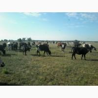 Продам корів, телиць