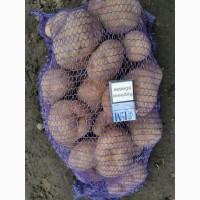 Продам картофель, Пикасо, второй сорт