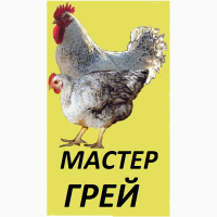 Цыплята Мастер грей( Master Grey )