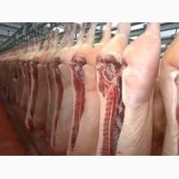 Продам свиные полутуши