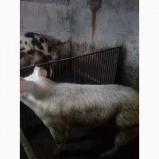 Продам робочого кнура ландрас 1.5 року