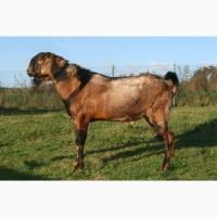 КОЗЕЛ 100% англо-нубійськи, 100% англійської крові