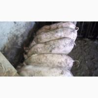 Продам поросят 40 - 45 кг