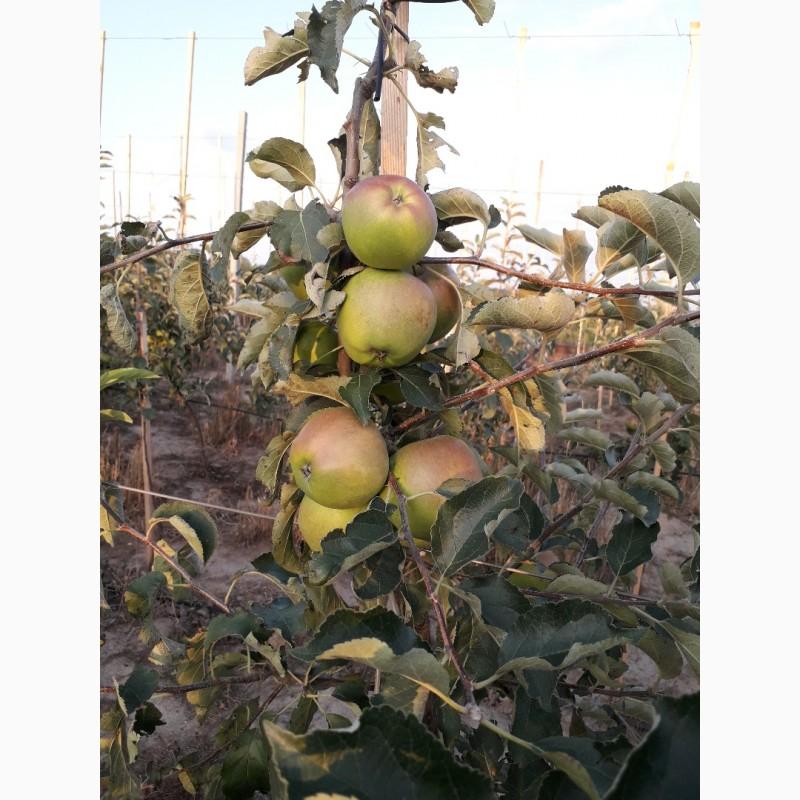 Фото 3. Продам саджанці кроновані сорт (Голден, Фуджи)