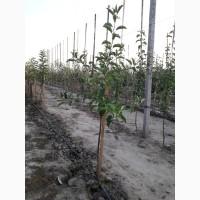 Продам саджанці кроновані сорт (Голден, Фуджи)