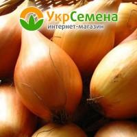 Лук-севок Бамбергер (Birnenformige) 0, 5 кг