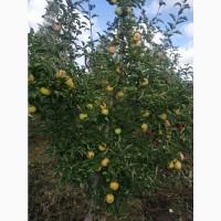 Продам яблоки Орион и Розелла