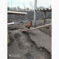 Продам фазани. Сім#039;ї, роздріб.Мисливські, румунські