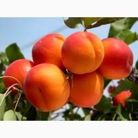 Саженцы фруктовых деревьев