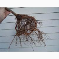 Саженцы фруктовых деревьев