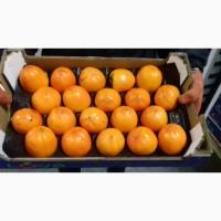 Продам мандарини та фрукти