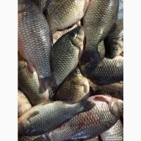 Продам Карась речной