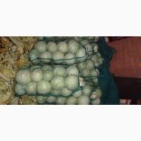 Продам капусту пізній сорт Галаксі з холодильника