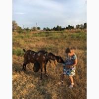 Продам англо-нубийского чистопородистого козла