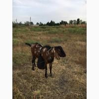 Продам англо-нубийского чистопородистого козла
