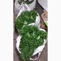 Продам зелень Укроп, Петрушка, руккола, шпинат, щавель, базилик, салаты, розмарин, тимьян