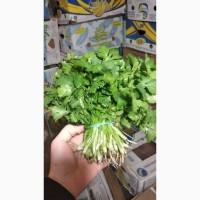 Продам зелень Укроп, Петрушка, руккола, шпинат, щавель, базилик, салаты, розмарин, тимьян