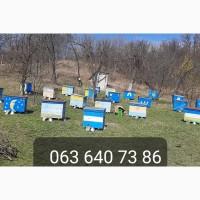 Продам бджолосім#039;ї