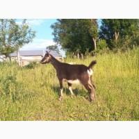 Процентна Альпійська кізочка