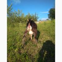 Процентна Альпійська кізочка