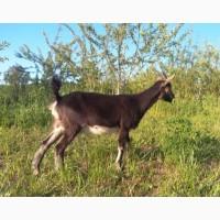 Процентна Альпійська кізочка