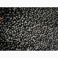 Продам клюкву (журавлину )врожай 2023року