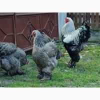 Інкубаційне яйце, курчата, Брама темна, колумбійське золото, ізабелла