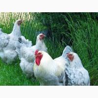 Інкубаційне яйце, курчата, Брама темна, колумбійське золото, ізабелла