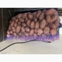 Продам картофель сорта Тирас