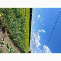 Продам укроп на переробку