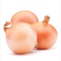 Купим лук штутгартер на экспорт