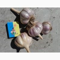 Продам домашній часник