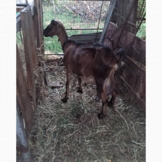 Продам козу ламанча