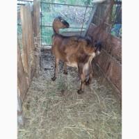 Продам козу ламанча