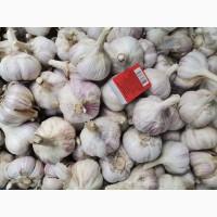 Продам часник, сухий, відкалібрований