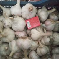 Продам часник, сухий, відкалібрований