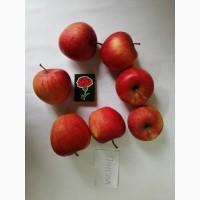 Срочно продам яблоки разных сортов и сок натуральнный от производителя