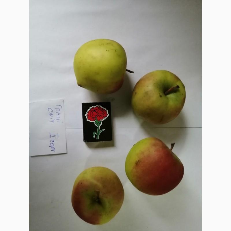 Фото 2. Срочно продам яблоки разных сортов и сок натуральнный от производителя