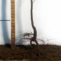 Саджанці нектарину Ванг-3 - 2-річний
