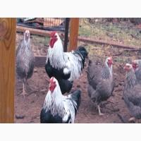 Яйце на інкубацію. Курчат. Віандот помаранчевий, лососевий, темний