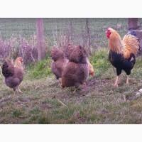 Яйце на інкубацію. Курчат. Віандот помаранчевий, лососевий, темний