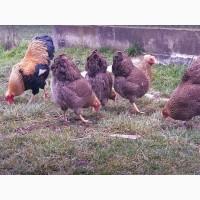 Яйце на інкубацію. Курчат. Віандот помаранчевий, лососевий, темний