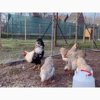 Яйце на інкубацію. Курчат. Віандот помаранчевий, лососевий, темний