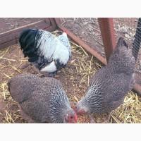 Яйце на інкубацію. Курчат. Віандот помаранчевий, лососевий, темний