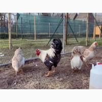 Яйце на інкубацію. Курчат. Віандот помаранчевий, лососевий, темний