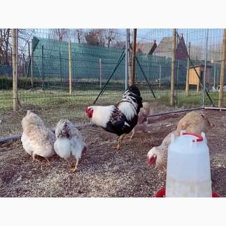 Яйце на інкубацію. Курчат. Віандот помаранчевий, лососевий, темний