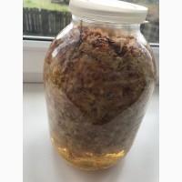 Настоянка цвіту каштана від варикозу