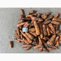 Продам товарну морковку в хорошем качестве