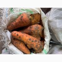 Продам товарну морковку в хорошем качестве
