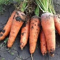 Продам морковь Боливар F¹, Абразо F¹